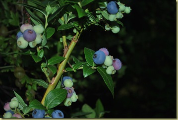 Summer House July 29  - Blueberries