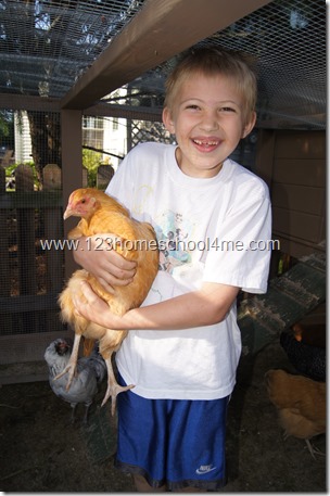 Backyard Chickens: Buff Orpington Backyard Chickens: Buff Orpington