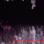 nichols deer 208.JPG