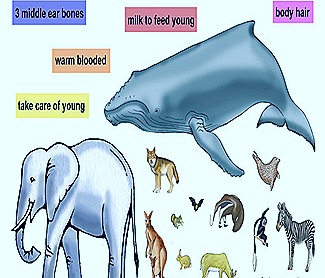 Different Mammals