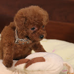 dog618-2.jpg