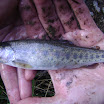 MF Salmon River Idaho 153.JPG