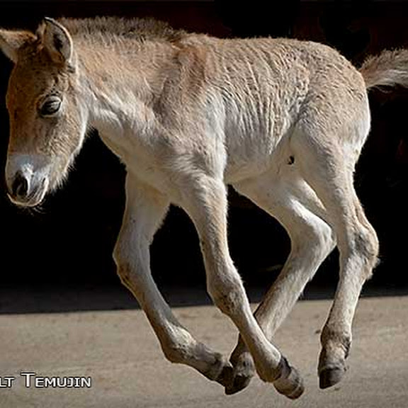 LITTLE TAKHI COLT TEMUJIN
