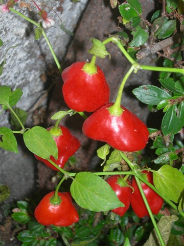 [DSCN5905%255B5%255D.jpg]