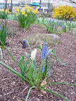 Aren't these three colors of grape hyacinth (muscari) more interesting than just one? A very simple, easy to do garden trick that has huge impact.