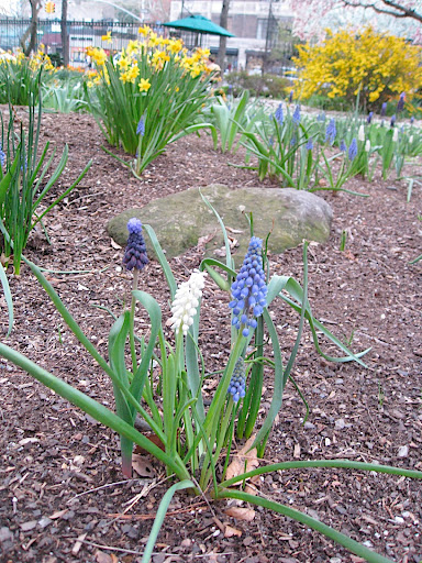 Aren't these three colors of grape hyacinth (muscari) more interesting than just one? A very simple, easy to do garden trick that has huge impact.