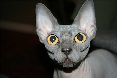 sphynx-04.jpg