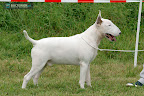 Together Dogs Across Sam