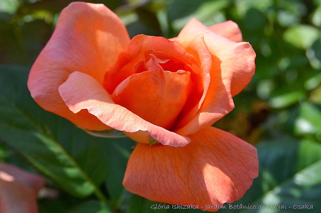 [7%2520%2520%2520-%2520Gl%25C3%25B3ria%2520Ishizaka%2520-%2520Rosas%2520do%2520Jardim%2520Bot%25C3%25A2nico%2520Nagai%2520-%2520Osaka%255B8%255D.jpg]