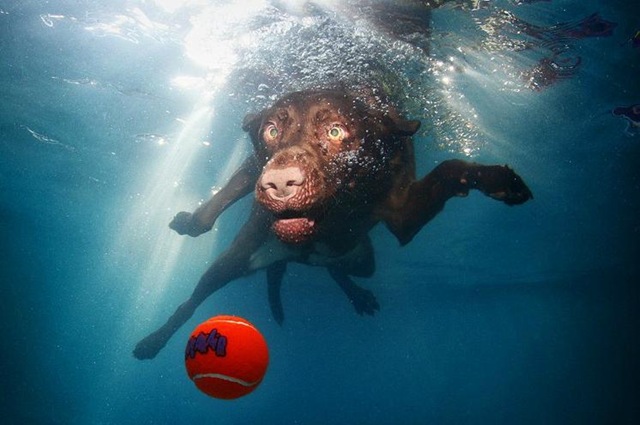 [UnderwaterDogs63.jpg]