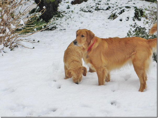 Snow5 Snow5