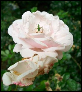 rose_51212 rose_51212