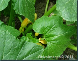 yellow squash0623 (1) yellow squash0623 (1)