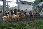 Whats that?  You hens don't trust me and you want me to stay on my side of the fence?  That's rather unfriendly, don't you think!