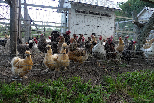Whats that?  You hens don't trust me and you want me to stay on my side of the fence?  That's rather unfriendly, don't you think!