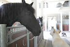 Wow, Rinze, won't the travellers be so happy to come back to such a clean home?  It doesn't even smell like a stable in here.  Oooh - did I just say something inappropriate?  Sorry.