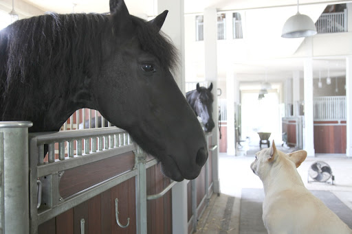 Wow, Rinze, won't the travellers be so happy to come back to such a clean home?  It doesn't even smell like a stable in here.  Oooh - did I just say something inappropriate?  Sorry.