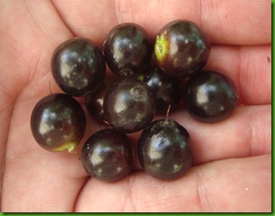 Quixabeira Quixabeira