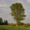 dsc02987.jpg