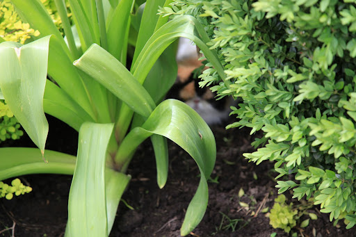 Between an allium and a boxwood.  Not a good hiding place.