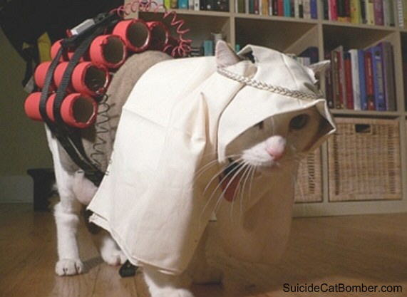 Two cats decided to marry..