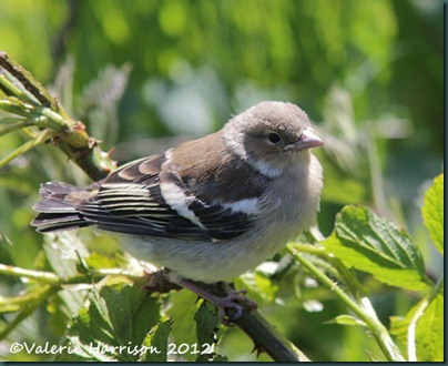 baby-chaffinch