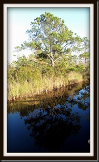 IMG_4167-FL_tree reflected