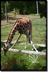 ZooGiraffee1 ZooGiraffee1