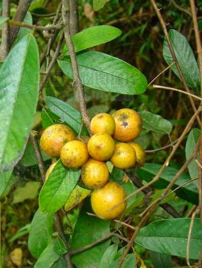 [Fissistigma-oldhamii3.jpg]