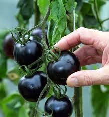 pomodoro nero sulla pianta