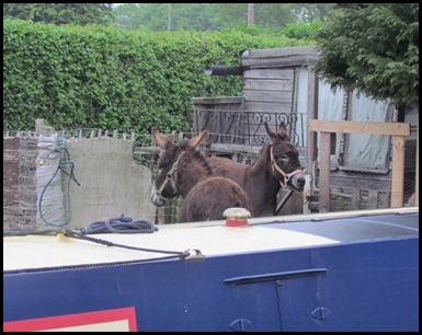 C donkeys