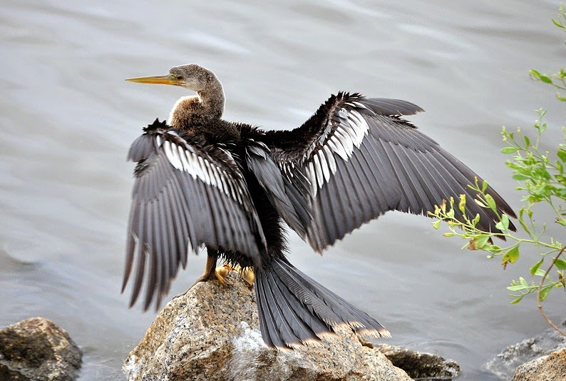 [02a2---birds---Anhinga%255B1%255D.jpg]