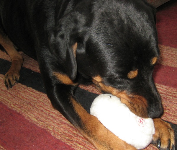 Reyna is a toy thief, she loved this Egglands Best plush