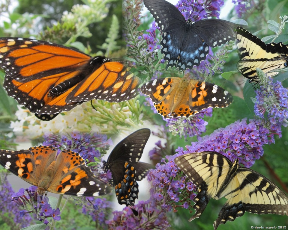 [0625%2520WPG%2520butterfly%2520collage%255B22%255D.jpg]