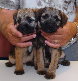 Indy and Shea at 9 and 10 weeks