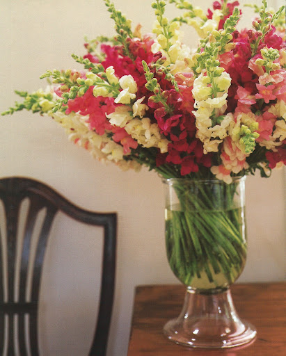 When they're on view in a clear vase, straight stems become more shapely and dynamic if they're given a slight twist. (The Best of Martha Stewart Living -- Arranging Flowers) When they're on view in a clear vase, straight stems become more shapely and dynamic if they're given a slight twist. (The Best of Martha Stewart Living -- Arranging Flowers)