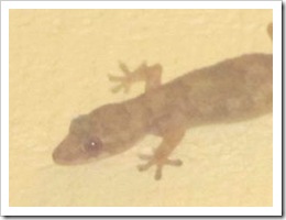 Florida vacation Golden Corral head of Gecko