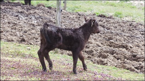 running calf