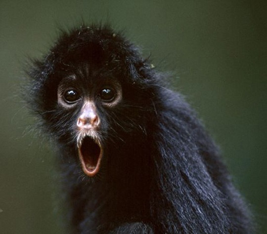 [animals-worried-face-35%255B2%255D.jpg]