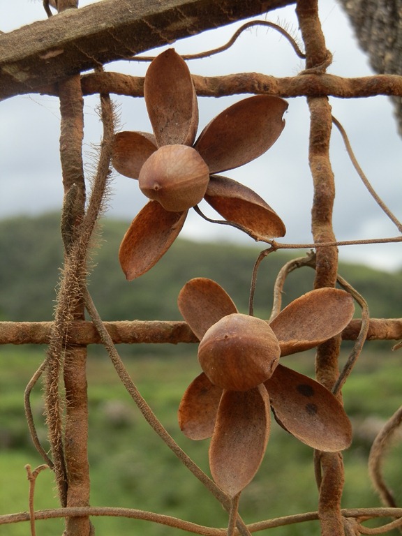 [Mini%2520Rosa%2520de%2520Madeira%2520%25282%2529%255B4%255D.jpg]