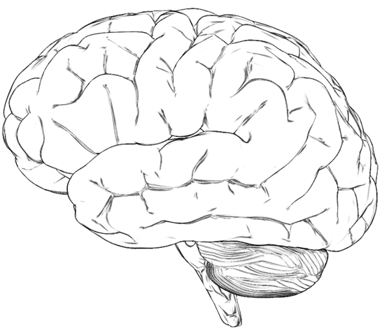 [brain%255B3%255D.png]
