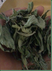 stevia secca stevia secca