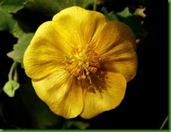 Abutilon indicum Abutilon indicum