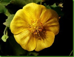 Abutilon indicum