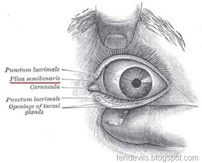 Kelopak mata ketiga (Pilica Semilunaris)