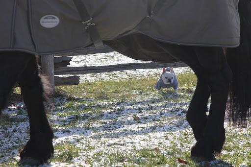 Oh look, the new horse, Sasa, is headed back to the stable.