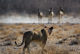Lion hunting Zebra - Etosha, Namibia