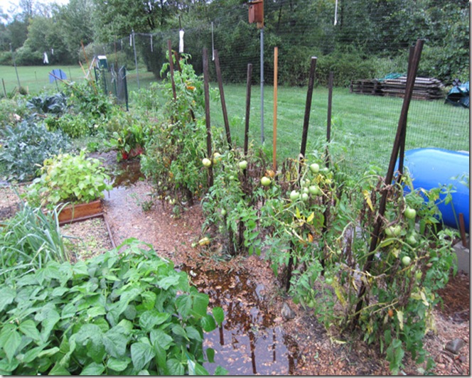 Flooded garden from Irene