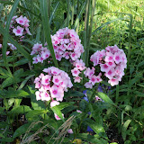 DisplayGardensJuly112010 DisplayGardensJuly112010