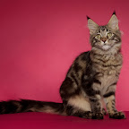 Bearcloud Serial Thrilla @ 4 months. Photo @ Felicious Studios 4T2A2592_trille.jpg